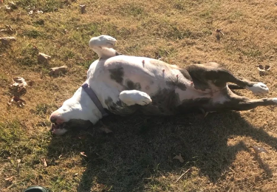 Dog at full stride outdoors