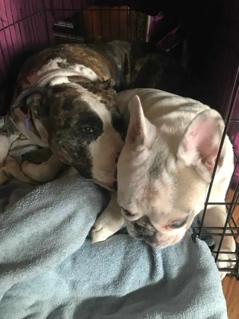 Two dogs resting together after a run