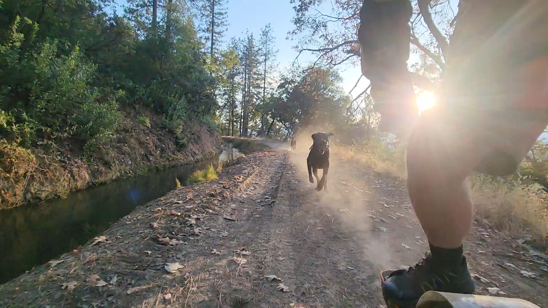 Dogs running at full stride on trail